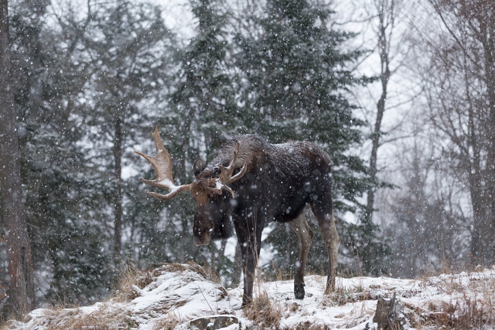 Winter Wildlife Watching in Estes Park