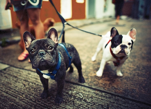 Two French Bulldogs on leashes