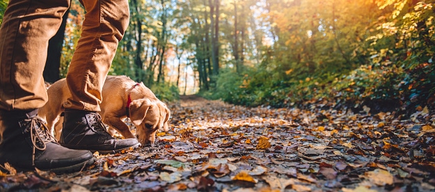 Mand på vandring i efterårsskov med hund