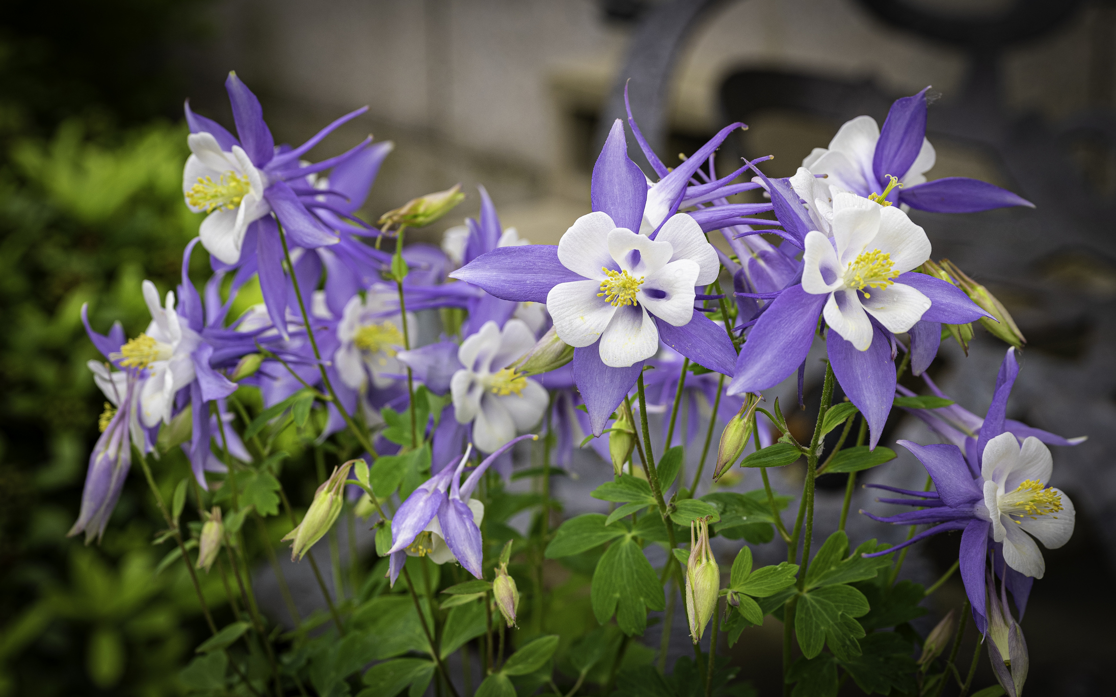 19 Unique Colorado Wildflowers from the Rocky Mountains: Visual