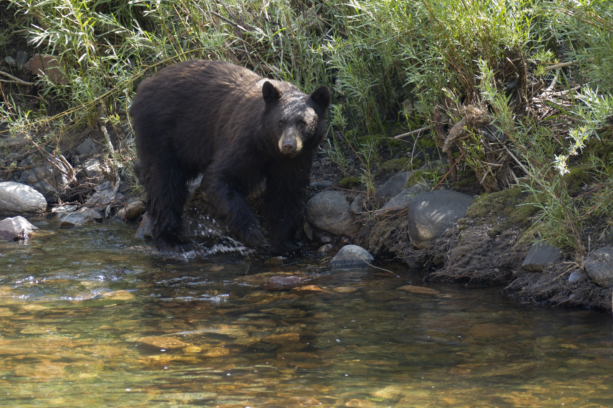 Black Bear in Rocky Mountain National Park