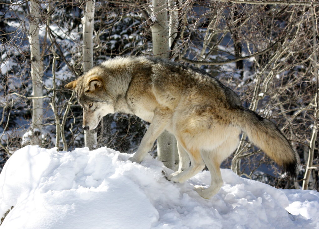 Will I See Wolves in Rocky Mountain National Park?