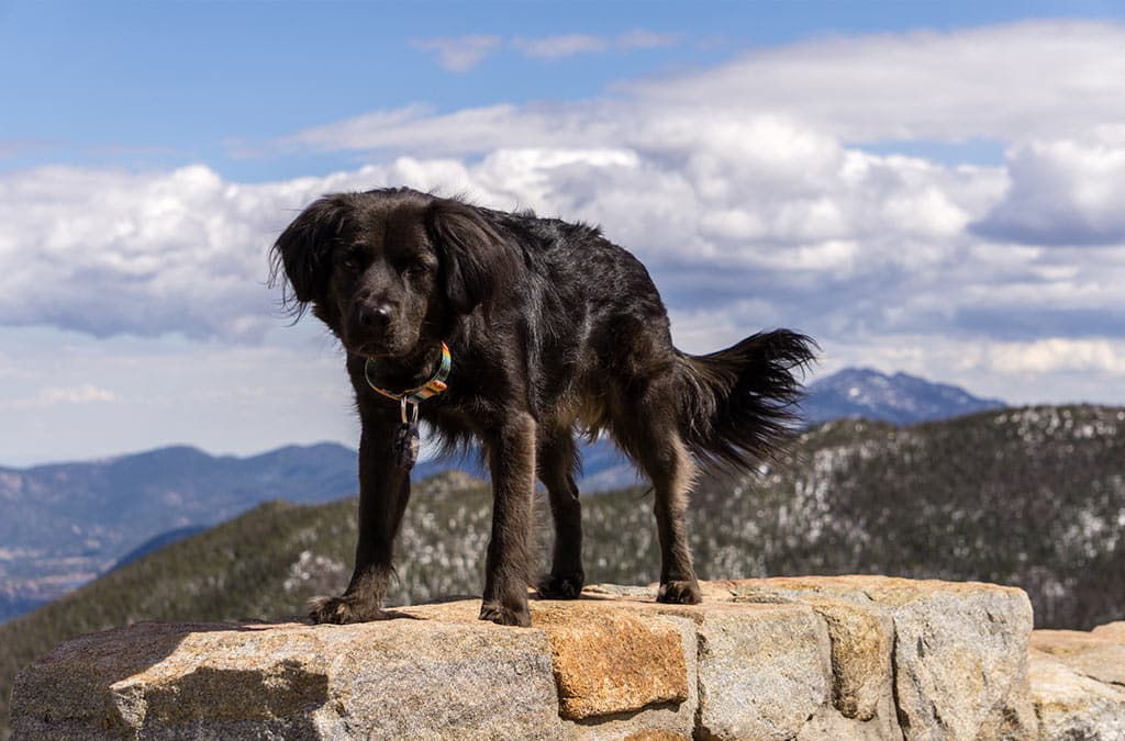 are dogs allowed at rocky ridge park