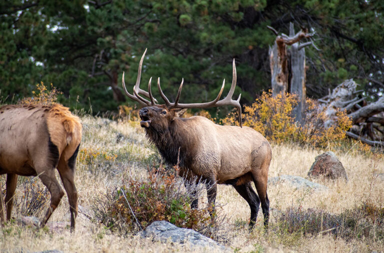 Everything You Need to Know About Autumn in Estes Park